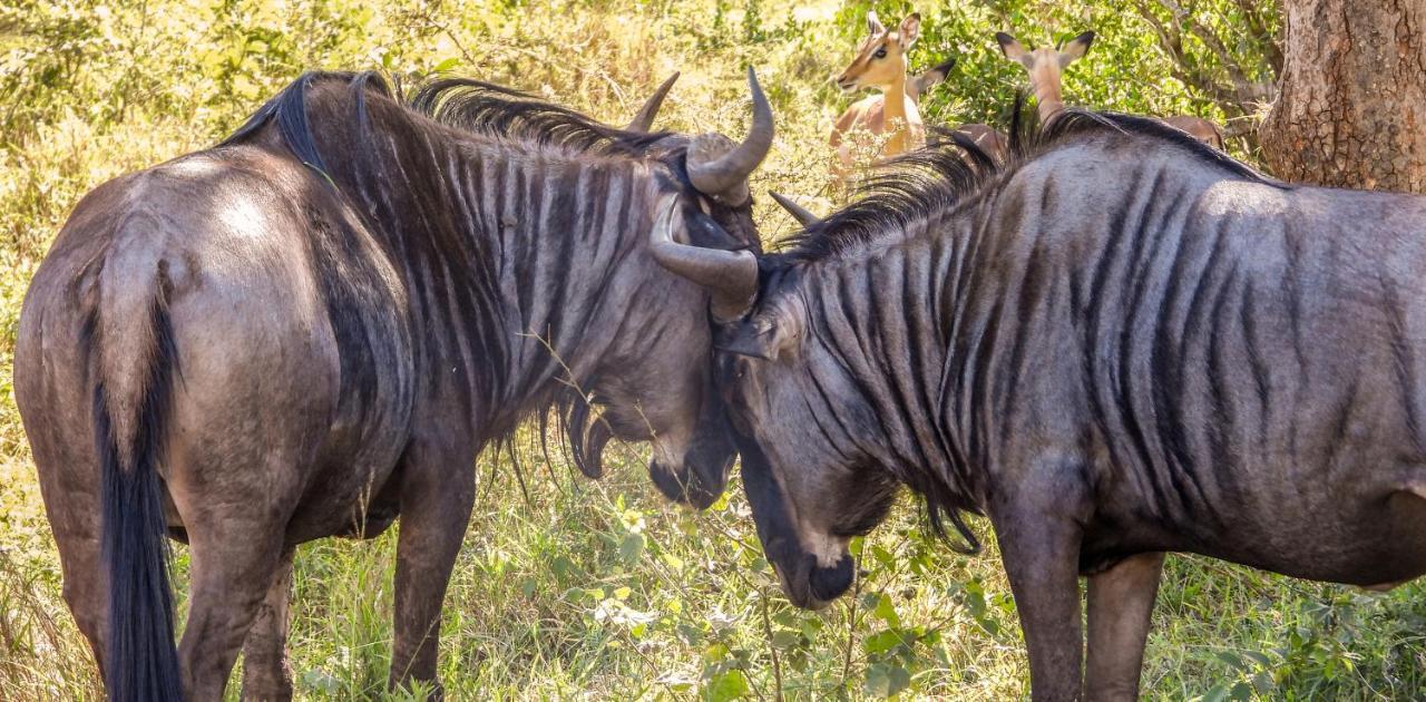 Sleepover Коматипорт Экстерьер фото